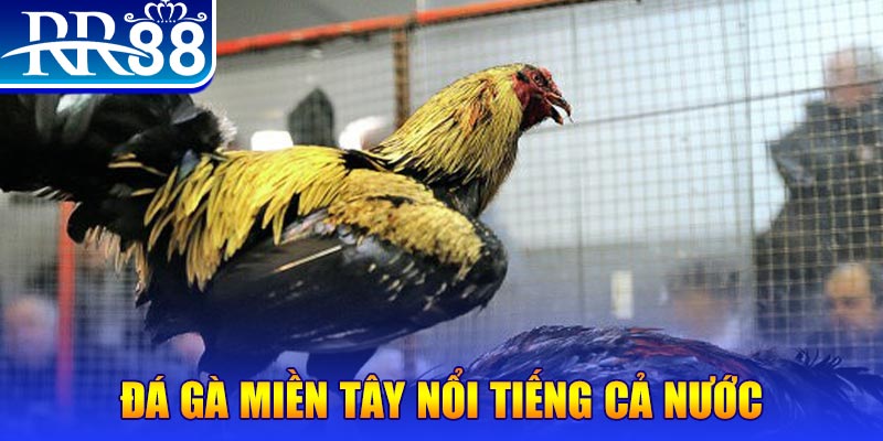 mcw1188 đá gà 88